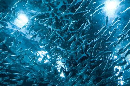 Underwater - Shoal of Fish