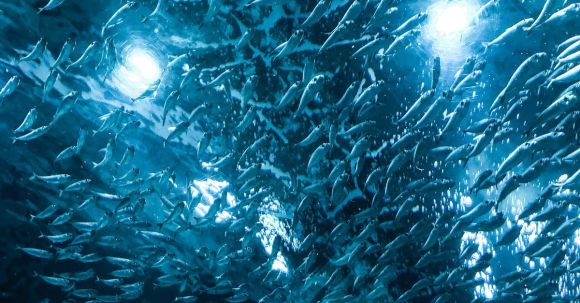 Underwater - Shoal of Fish