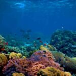 Underwater - blue and black fish under water