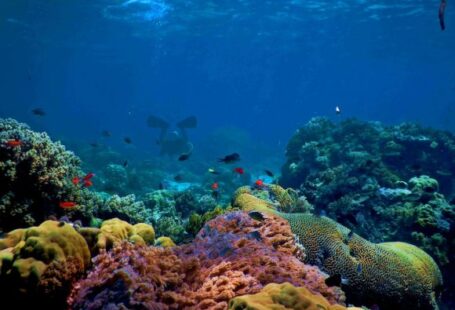 Underwater - blue and black fish under water