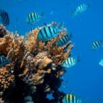 Coral Reef - School of Fish in Body of Water