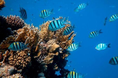 Coral Reef - School of Fish in Body of Water