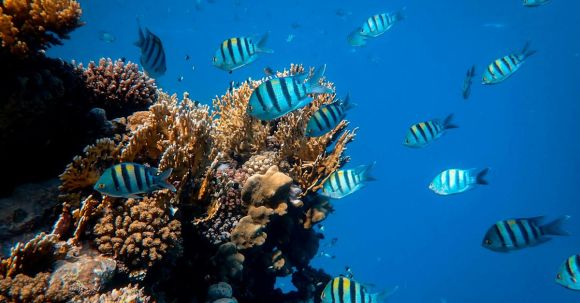 Coral Reef - School of Fish in Body of Water