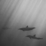Underwater - Dolphins swimming underwater of ocean on sunny day