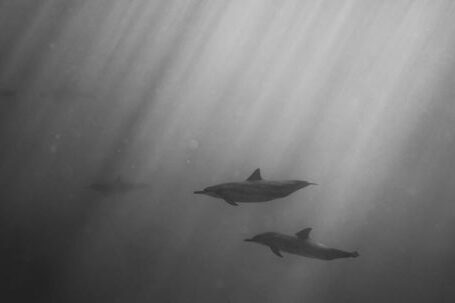 Underwater - Dolphins swimming underwater of ocean on sunny day