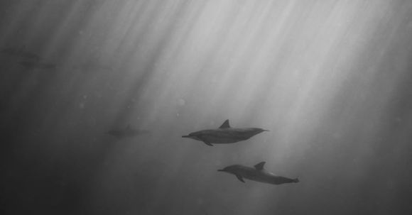 Underwater - Dolphins swimming underwater of ocean on sunny day