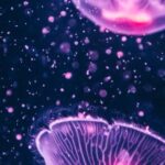 Underwater - Four Purple Jellyfish