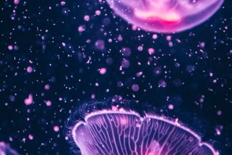 Underwater - Four Purple Jellyfish