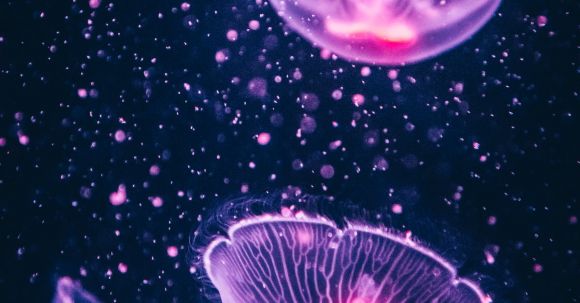 Underwater - Four Purple Jellyfish