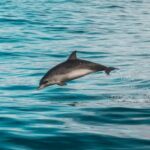 Diving Locations - Gray Dolphin on Body of Water