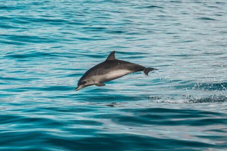 Diving Locations - Gray Dolphin on Body of Water