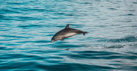 Diving Locations - Gray Dolphin on Body of Water
