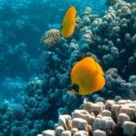 Coral Reef - Sea Animals near Coral Reefs