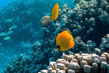 Coral Reef - Sea Animals near Coral Reefs