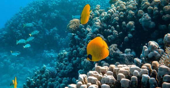 Coral Reef - Sea Animals near Coral Reefs