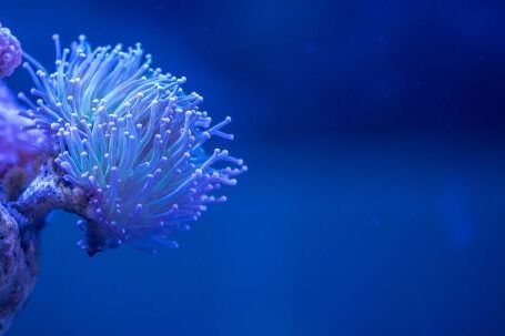 Coral Reef - Macro Photography Of White Coral