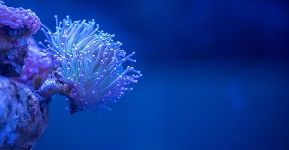 Coral Reef - Macro Photography Of White Coral