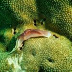 Coral Reef - Brown Slug on Coral