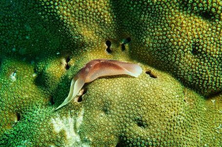 Coral Reef - Brown Slug on Coral