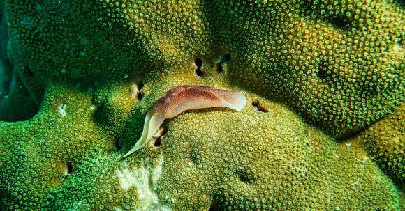 Coral Reef - Brown Slug on Coral