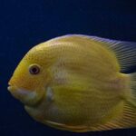 Diving Locations - Yellow Fish in Close-up Photography