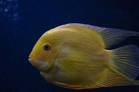 Diving Locations - Yellow Fish in Close-up Photography
