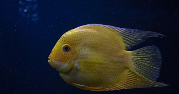 Diving Locations - Yellow Fish in Close-up Photography
