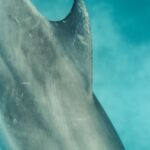 Shipwrecks For Diving - Gray Shark Under Blue Water