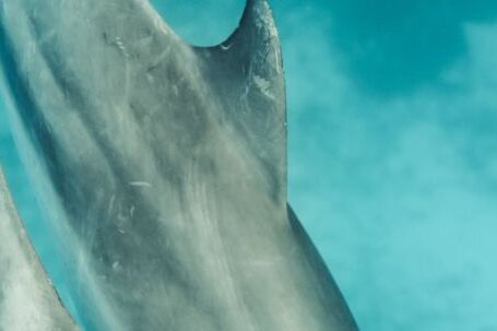 Shipwrecks For Diving - Gray Shark Under Blue Water