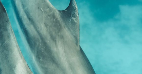 Shipwrecks For Diving - Gray Shark Under Blue Water