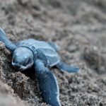 Diving Locations - Blue Turtles on Brown Sand