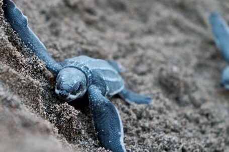 Diving Locations - Blue Turtles on Brown Sand