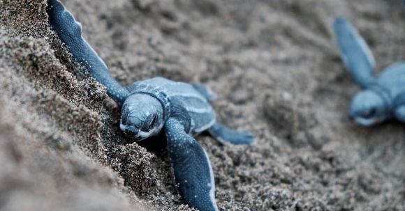 Diving Locations - Blue Turtles on Brown Sand