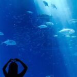 Underwater - Black and Gray Fish