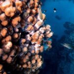 Snorkeling - Photo Of Fish and Corals Underwater
