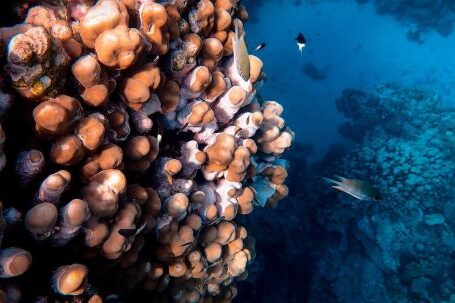 Snorkeling - Photo Of Fish and Corals Underwater