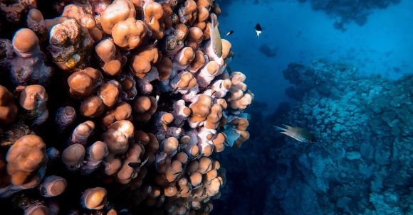 Snorkeling - Photo Of Fish and Corals Underwater