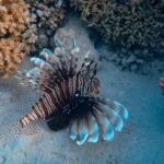 Coral Reef - Brown and White Stripe Fish