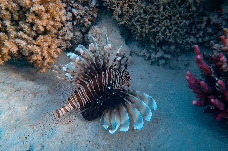 Coral Reef - Brown and White Stripe Fish