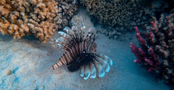 Coral Reef - Brown and White Stripe Fish
