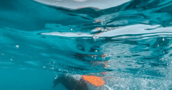 Snorkeling - Person in Water