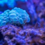 Diving Locations - Macro Photography of Bubble Coral