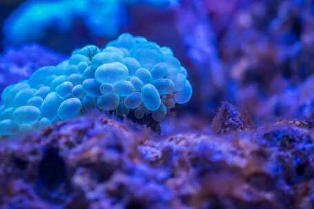 Diving Locations - Macro Photography of Bubble Coral