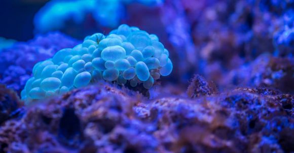 Diving Locations - Macro Photography of Bubble Coral