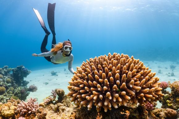 Diving Locations - a scuba diver swims over a coral reef