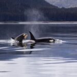 Marine - Two Killer Whales Luring on Lake