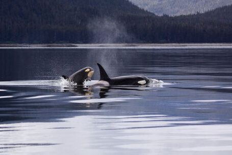 Marine - Two Killer Whales Luring on Lake