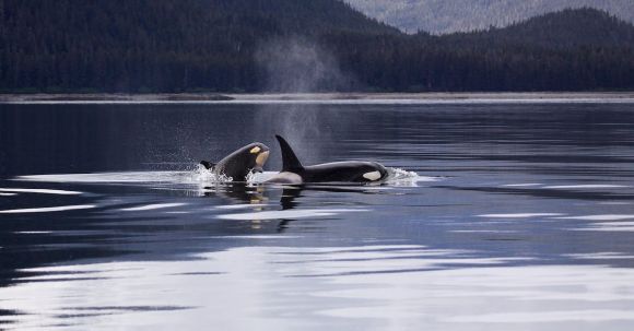 Marine - Two Killer Whales Luring on Lake