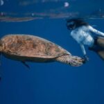 Snorkel - Full body of unrecognizable female diver in swimsuit swimming in oxygen mask near large turtle with bubbles on water surface