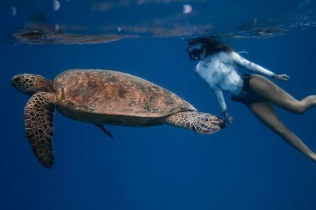 Snorkel - Full body of unrecognizable female diver in swimsuit swimming in oxygen mask near large turtle with bubbles on water surface